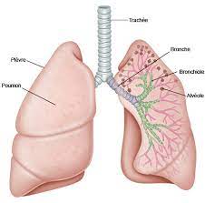 Lire la suite à propos de l’article Asthme Traitement Naturel