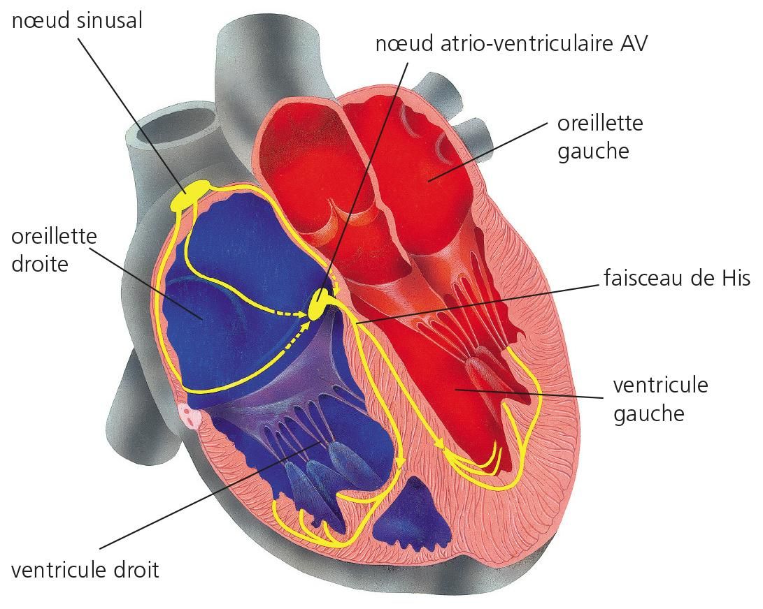 Lire la suite à propos de l’article Comment traiter l’arythmie cardiaque
